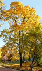 Fototapeta na wymiar Autumn city park.
