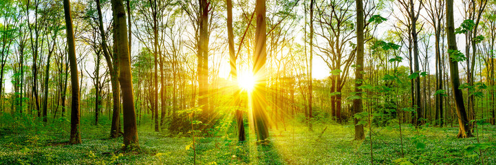 Wald im Frühling – Panorama mit Sonnenstrahlen