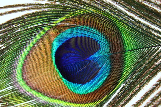 beautiful peacock feather closeup as background