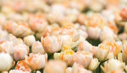 Tulipanes Real Jardin Botanico