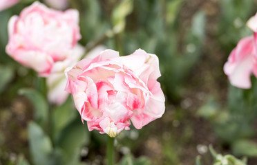 Tulipanes Real Jardin Botanico