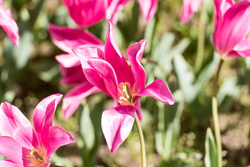 Tulipanes Real Jardin Botanico