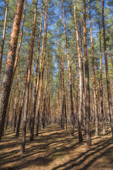 green forest background in a sunny day