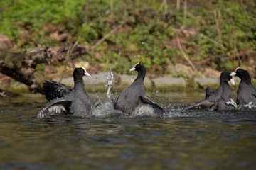 Eurasian Coot, Coot, Fulica atra - spring flight. 