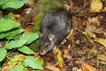 Brown rat- Rattus norvegicus
