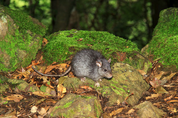 The brown rat- Rattus norvegicus
