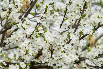 flowering plum tree