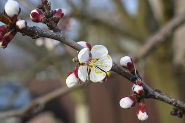 дерево абрикос зацвело весной