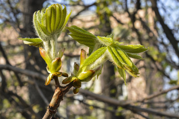 молодые листья на дереве каштан