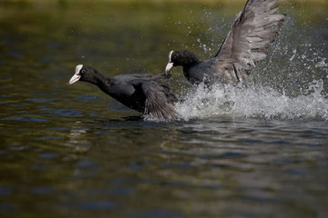 Eurasian Coot, Coot, Fulica atra - spring flight. 