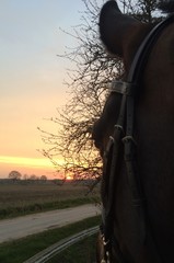 horse and sundowner