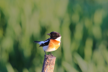 Pied bushchat - songbird