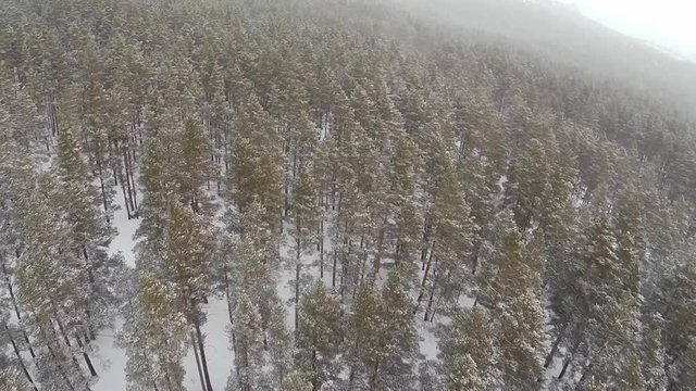 Pine forest with a bird's eye view
