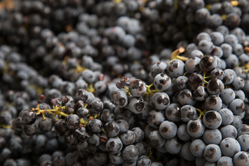 Vendemmia, spremitura dell'uva