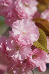 Персиковое дерево цветёт весной