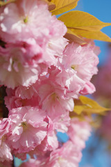 Персиковое дерево цветёт весной