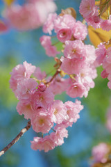 Персиковое дерево цветёт весной