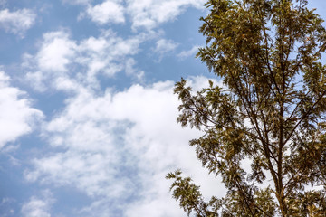 G&ouml;ky&uuml;z&uuml;n&uuml;n bulutlarla dansına ağa&ccedil;lar eşlik ediyor.
