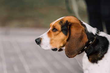 Estonian Hound dog outdoor close up portrait at cloudy day