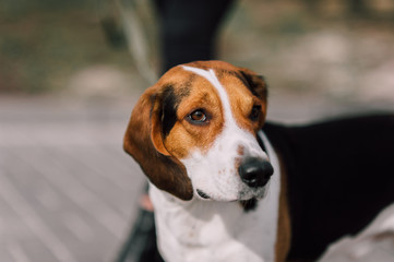 Estonian Hound dog outdoor close up portrait at cloudy day