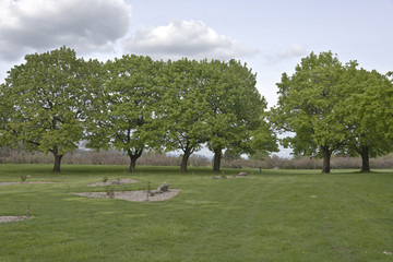 Spring trees foliage bloom Oregon.