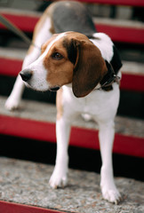 Estonian Hound dog outdoor close up portrait at cloudy day