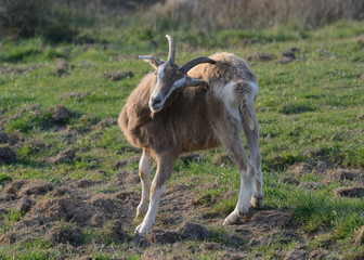 Ziege mit Mücken