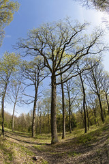 Obraz premium Eichenwald im Frühling