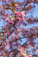 Pink blossom branch