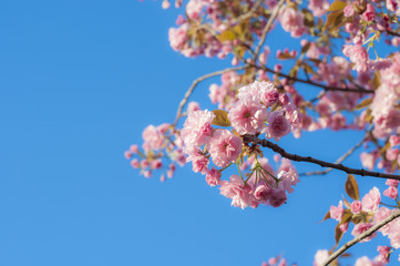 Pink flowers on the sky