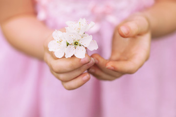 Obraz na płótnie Canvas hands of the girl and spring flower close up. spring background.