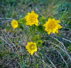 The adonis vernalis flowers in spring   