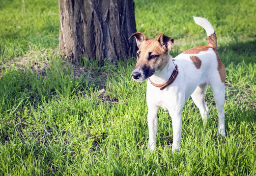 Dog fox terrier on walk in the spring