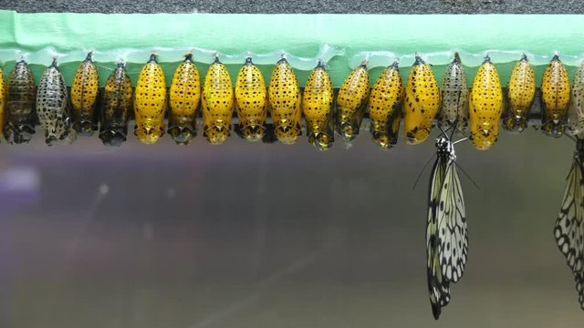 Butterfly life cycle, nymphes