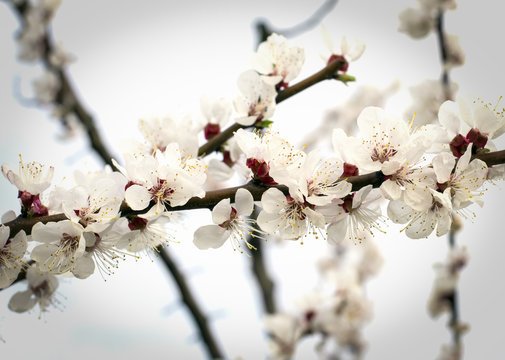 Flowering apricot tree in the garden in spring