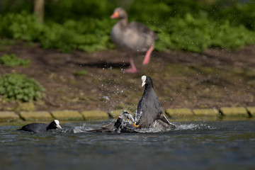 Eurasian Coot, Coot, Fulica atra - spring flight. 