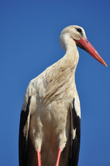 stork in Rust