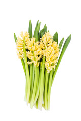 Bouquet of yellow hyacinths. Isolated over white background 