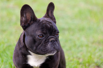 Cute french bulldog puppy standing in the garden
