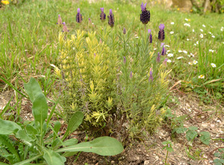 Blühender Lavendel