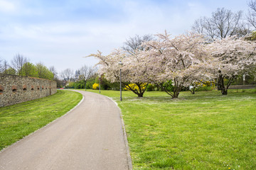 Elberadweg in Magdeburg