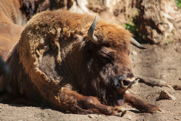 European bison (Bison bonasus)