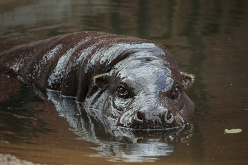 Pygmy hippopotamus (Choeropsis liberiensis or Hexaprotodon liber