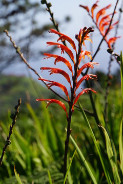 Chasmanthe Floribunda