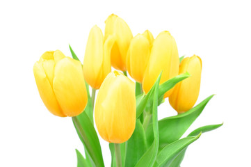 Closeup Yellow Tulips Spring Flowers Isolated on white background, Spring Flowers