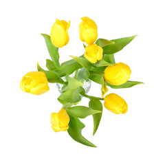 Yellow tulips in a glass vase isolated on white background, yellow spring flowers top view