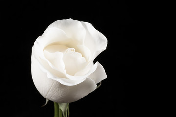 Macro de rosa blanca