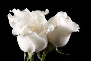 Fototapeta premium Primer plano de rosas blancas