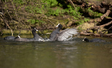 Eurasian Coot, Coot, Fulica atra - spring flight. 