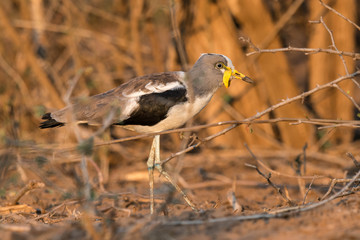 White Crowned Lapwing